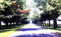 Enter from Mitton Road