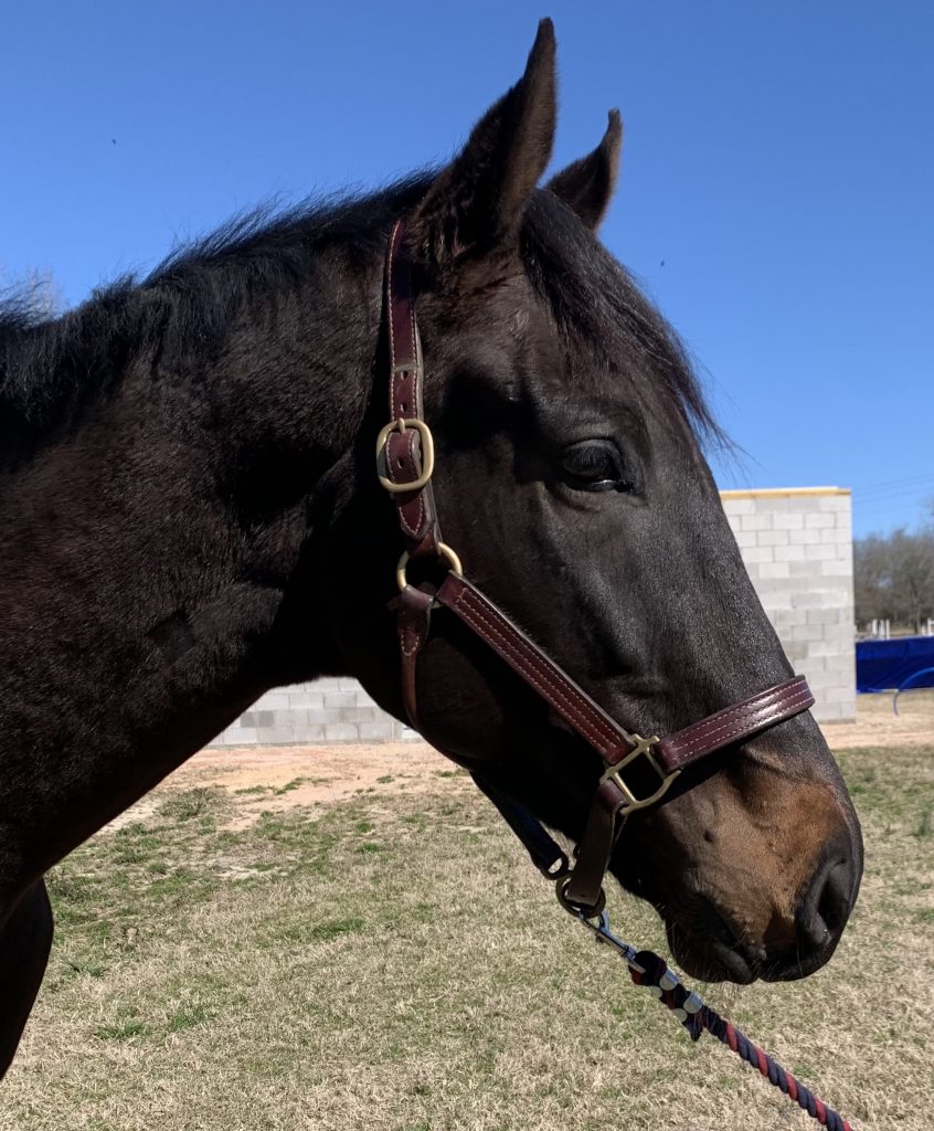 Lock - Mid-Atlantic Horse Rescue MidAtlantic Horse Rescue