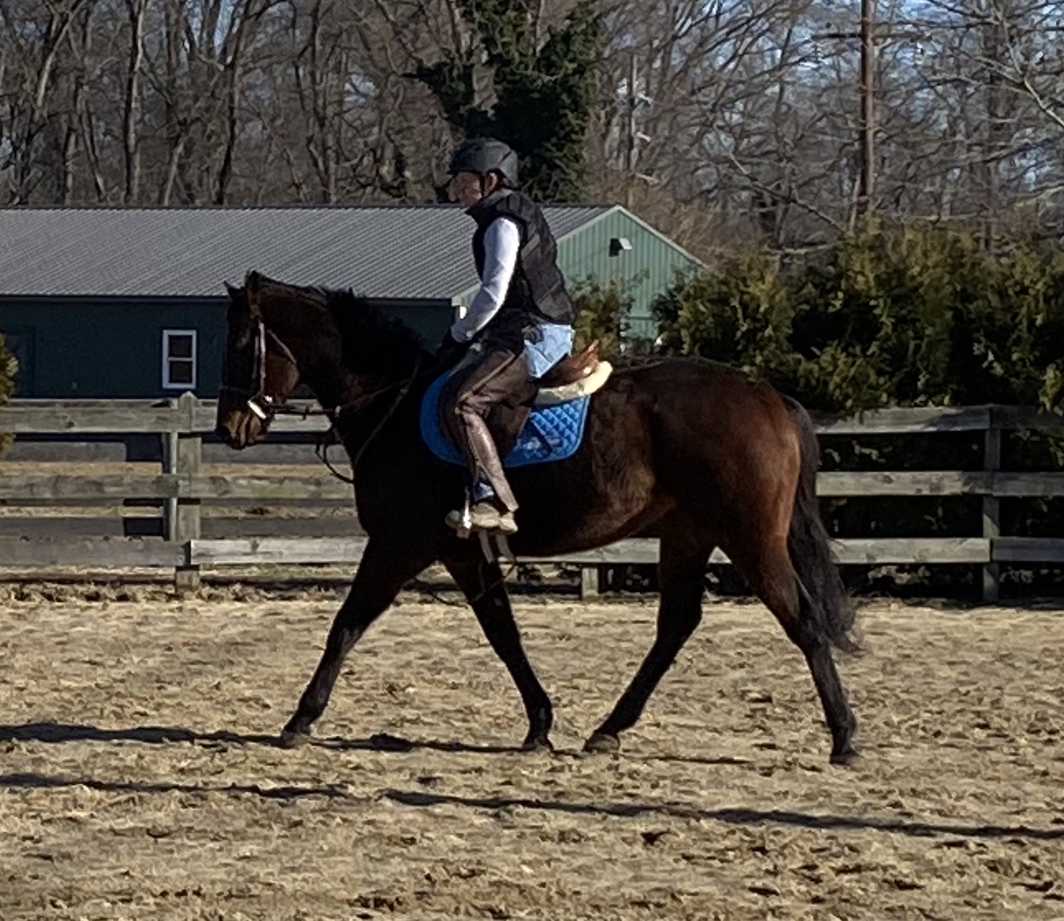 Bold Trek - Mid-Atlantic Horse Rescue MidAtlantic Horse Rescue